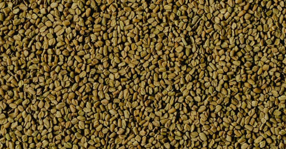 Benefits Of Fenugreek Seeds Soaked In Water 