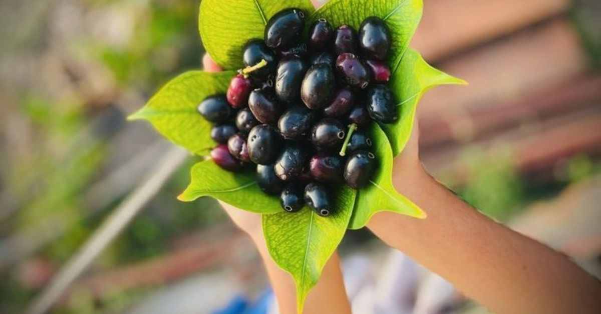 Benefits of Eating Jamun