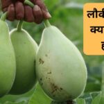 Health Benefits of Bottle Gourd