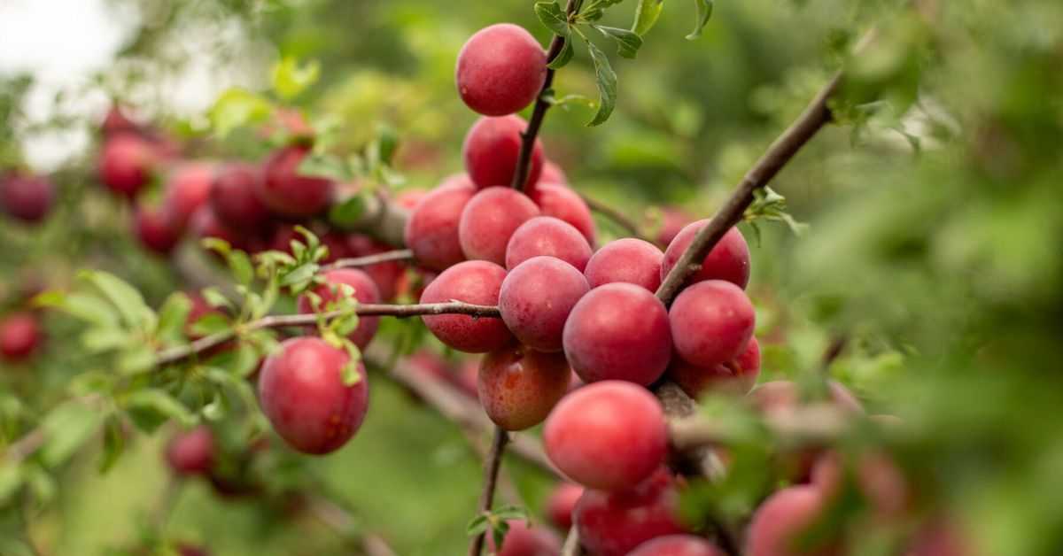 Plum Fruit Benefits in Hindi